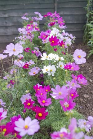 Hottest Dwarf Plants for the Container Garden: Cosmos 'Sonata Dwarf' Cosmos Flowers Garden, Garden Beds Layout, Raised Garden Beds Layout, Garden Cosmos, Garden Ideas Backyard, Flowers Cosmos, Small Flower Gardens, Yard Makeover, Cosmos Flowers