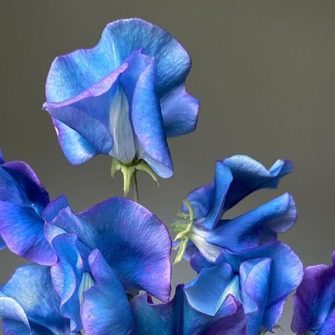 Brenna Estrada on Instagram: "Of all the sweet peas I grow, this one continues to reign as my favorite. Sweet Pea ‘Blue Shift’ #threebrothersblooms #islandflowerfarm #sweetpeas #blueflowers #cutflowergarden #flowers #homegrown #localflowers #flowerfarmerflorist #findyourstill #ajoyfulmagic #pnw" Blue Sweet Pea Flowers, Blue Sweet Pea, Sweet Pea Flowers, Flower Farmer, Cut Flower Garden, Sweet Peas, Flower Farm, Sweet Pea, Flowers Photography