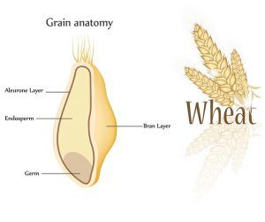 The real problem with grains Cereal Grain, Ways To Gain Weight, David Perlmutter, Nutrition Therapy, Rich Food, Phytic Acid, Edible Seeds, Vitamin B1, Wheat Germ