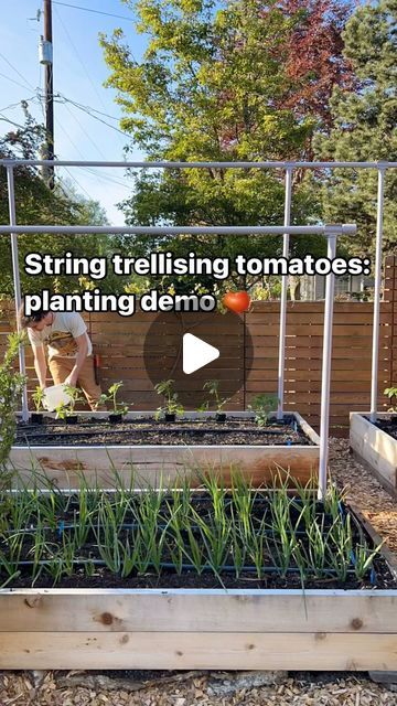 Tomato Garden Trellis, Tomato Trellis Ideas, String Trellis, Tomato Trellis, String Garden, Urban Farm, Garden Veggies, Tomato Garden, Let's Dance