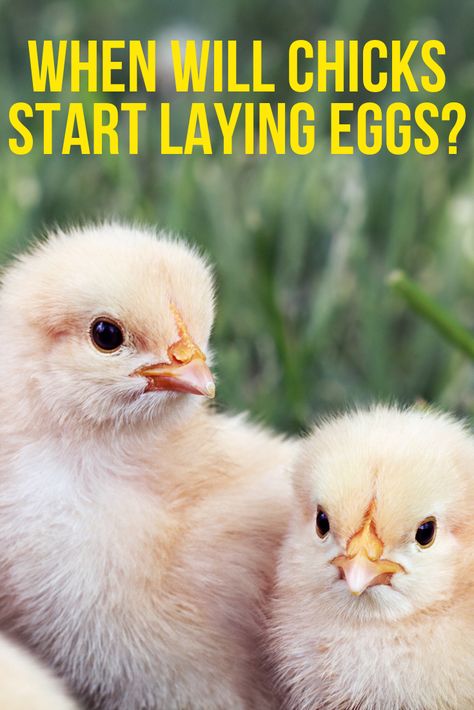 What Age Do Chickens Start Laying Eggs, When Do Chickens Start Laying Eggs, Best Chickens For Laying Eggs, Chicken Kisses, Americauna Chickens, Chicken Breeds For Eggs, Chicken Raising, Chickens For Sale, Best Egg Laying Chickens