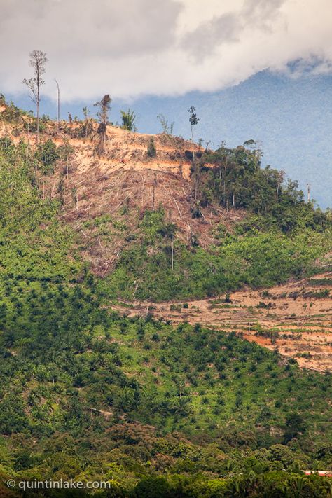 Palm Oil Plantations and rainforest deforestation photographs in Sabah, Borneo Island, Malaysia © Quintin Lake Deforestation Photography, Rainforest Deforestation, College Photography, Environmental Conservation, Ayat Alkitab, Palm Oil, Save Earth, Pollution, Ecology