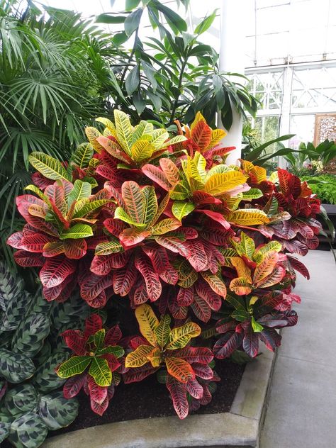 Croton Plant Outdoor Landscaping, Tropical Backyard Landscaping, Dream Garden Backyards, Front Lawn Landscaping, Tropical Landscape Design, Tropical Garden Design, Front Garden Landscape, Small Front Yard Landscaping, Front Yard Garden Design