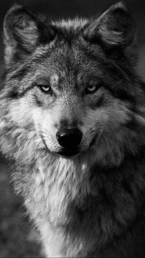 Wolf Photos, Wolf Love, Wild Wolf, Wolf Pictures, Wolf Spirit, Beautiful Wolves, Wild Dogs, A Wolf, Wolf Dog