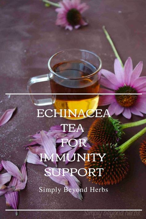 echinacea tea, herbal tea, immunity booster, natural remedy Harvesting Echinacea, Medicinal Tea Recipes, Herbal Diy, Tea For Colds, Echinacea Tea, Medicinal Tea, Medicinal Herb, Losing 40 Pounds, Homemade Bath