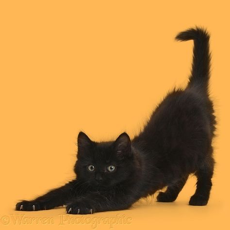 Cat Stretching, Cat Anatomy, Výtvarné Reference, Kitten Photos, Cat Reference, Animals Pictures, Cat Pose, Black Kitten, Fluffy Cat