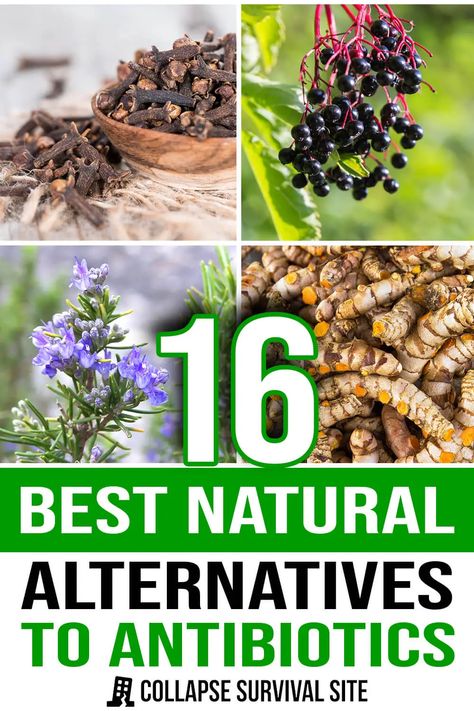 16 Best Natural Alternatives to Antibiotics Homemade Antibiotic, Natural Antibiotic, Medicinal Herbs Garden, Medical Herbs, Medicinal Garden, Herbs Garden, Natural Alternatives, Emergency Preparation, Natural Healing Remedies