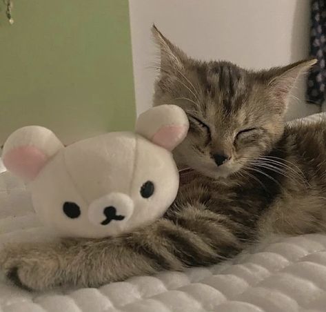 Cat With Plushie, Kittens Pfp, Cute Kitten Pfp, Kitten Icon, Cute Cat Icon, Cute Cats Pfp, E Kitten, Kitten Pfp, Cute Cat Pfp