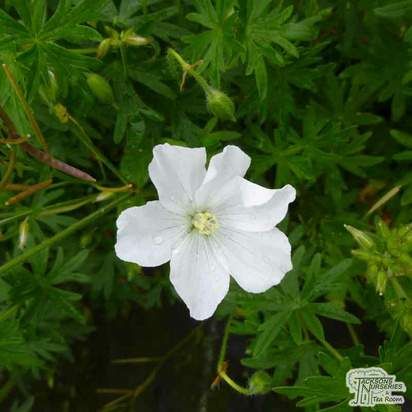 Buy Geranium phaeum 'Album' online from Jacksons Nurseries Geranium Phaeum, Geranium Sanguineum, Soil Ph, Types Of Soil, Nurseries, Geraniums, Colorful Flowers, Soil, The Uk