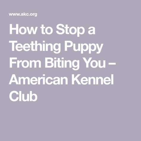 How To Get Puppies To Stop Biting, How To Stop A Dog From Biting, How To Get Your Puppy To Stop Biting You, How To Stop Puppy Biting, How To Stop A Puppy From Biting, How To Stop Puppies From Biting, Teething Puppy Tips, Puppy Biting Training Tips, Puppy Teething Remedies