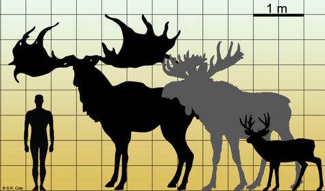 Irish Elk Size Comparison Giant Irish Elk, Megaloceros Giganteus, Elk Art, Irish Elk, Prehistoric Mammals, Deer Species, Prehistoric Wildlife, Prehistoric World, Ancient Animals