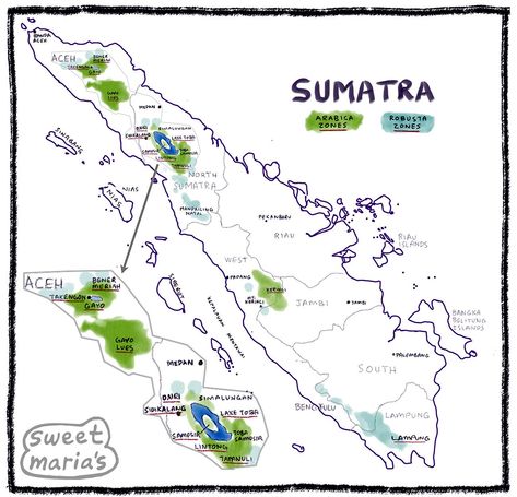 Sumatra Coffee Overview - Sweet Maria's Coffee Library Bangka Island, Sumatra Coffee, Riau Islands, Arabica Robusta, Lake Toba, North Sumatra, Coffea Arabica, Love Or Hate, Banda Aceh