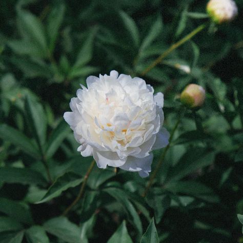 white peonies | pretty flowers | flower photography Flower Photography, White Peonies, Flowers Photography, Pretty Flowers, Peonies, Flowers, Green, Photography, White