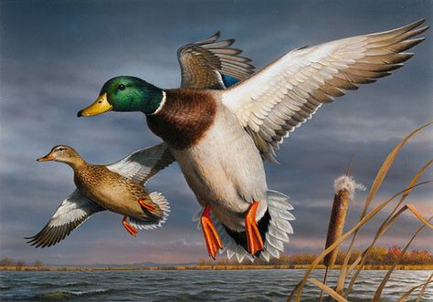 2015 Federal Duck Stamp Contest Entry 061 | U.S. Fish and Wildlife Service Headquarters | Flickr Waterfowl Art, Duck Stamp, Duck Pictures, Foto Transfer, Duck Art, The Joy Of Painting, Migratory Birds, Bird Hunting, Wildlife Paintings