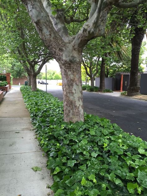 Ivy Ground Cover Landscaping, Ivy Ground Cover, Hedera Ivy, Corner Street, Ground Ivy, English Ivy Plant, Sidewalk Landscaping, Evergreen Vines, Street Trees