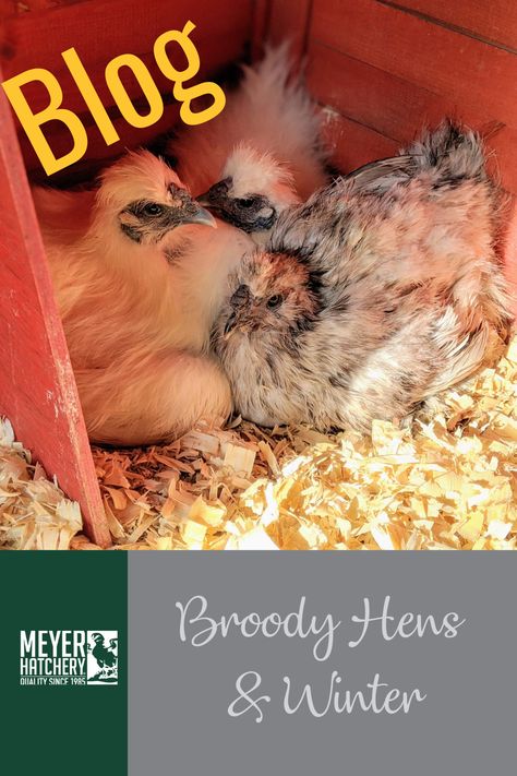 Some hens go broody in winter, Read on the blog some points to consider before letting your broody hen have some eggs to hatch during winter. Broody Hen Hatching Eggs, Broody Hen, Chickens 101, Raising Chicks, Hatching Chicks, Backyard Flocks, Hatching Eggs, Farm Fresh Eggs, Backyard Chickens