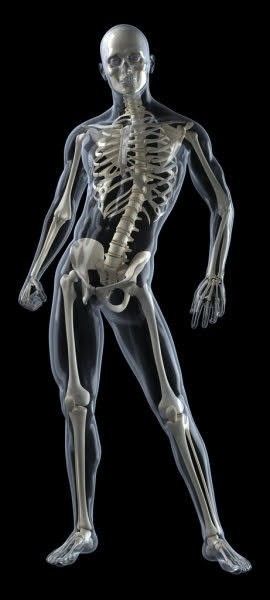 Skeleton Anatomy, Anatomy Models, Human Body Anatomy, Human Bones, Human Anatomy Drawing, Human Skeleton, Human Anatomy And Physiology, Human Anatomy Art, Anatomy Sketches