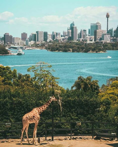 Collage Landscape, Australia Travel, Water Fountain, Sydney Australia, Most Beautiful Places, San Francisco Skyline, Cityscape, Sydney, Beautiful Places