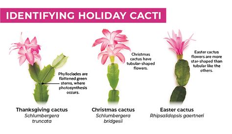 Thanksgiving Cactus Vs Christmas Cactus, Christmas Cactus Tattoo, Easter Cactus Vs Christmas Cactus, Best Soil For Christmas Cactus, Caring For Christmas Cactus, Xmas Cactus Care, Types Of Christmas Cactus, How To Care For A Christmas Cactus, Xmas Cactus