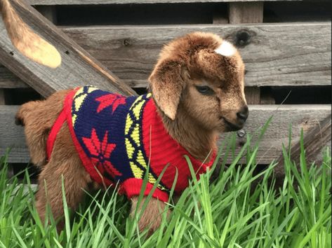 17 Pygmy Goats That Will Melt Your Heart - Weed 'em & Reap Baby Goats In Sweaters, Baby Goat Pictures, Animals In Sweaters, Cute Baby Goats, Baby Goats Pygmy, Goats In Sweaters, Pygmy Goats, Pic Funny, Pygmy Goat