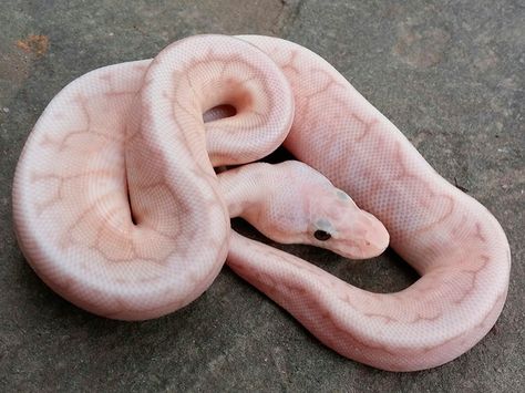 Banana Sterling Spinner - Morph List - World of Ball Pythons Snake Morphs Ball Python, Pink Ball Python, Pet Diy Ideas, Pink Python, Danger Noodles, Python Morphs, Snake Photos, Pet Diy, Pretty Snakes