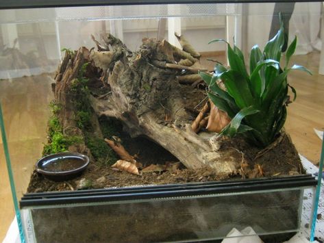 Tarantula Setup, Spider Habitat, Spider Terrarium, Tarantula Habitat, Vivarium Ideas, Tarantula Enclosure, Pet Tarantula, Frog Terrarium, Gecko Terrarium