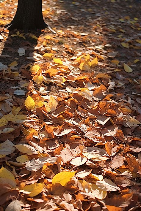 leaves laying on the ground Background Ground Background, Laying On The Ground, Leaves On The Ground, Pile Of Leaves, High Resolution Wallpaper, Background Autumn, High Resolution Wallpapers, Ad Background, Wallpaper Photos