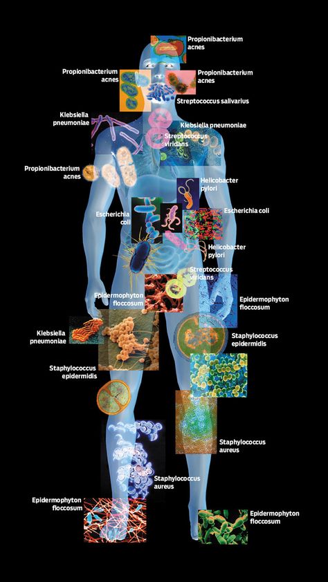 Did You Know that the bacteria living on your body outnumber human cells by at least a hundred to one? They are about 10 percent of your body weight! While washing removes many of them, they can reproduce as fast as every 20 minutes. Learn more! Human Cells, Basic Anatomy And Physiology, Body Cells, Rain Forest, Kids Discover, Reading Levels, Anatomy And Physiology, The Human Body, When I Grow Up