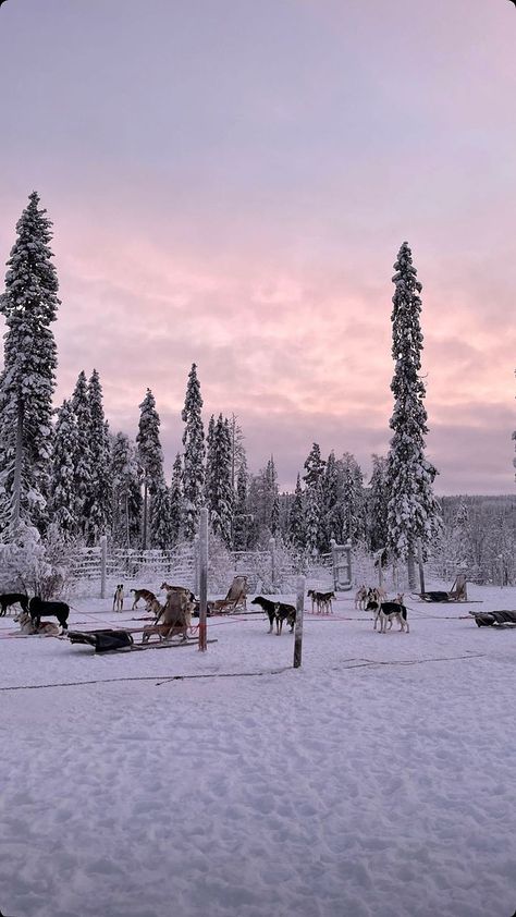 The North Pole Aesthetic, North Pole Background, North Pole Aesthetic, North Pole Animals, North Pole Alaska, Polo Nord, Moving To Alaska, Winter Aesthetics, Graduation Images