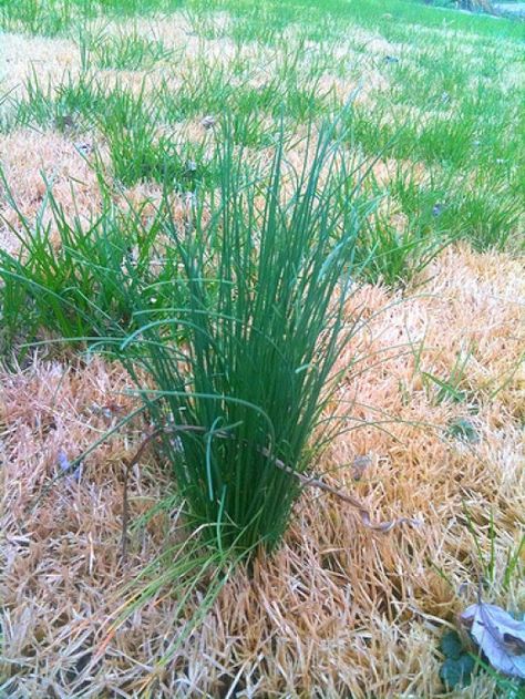 Wild Onions In Yard, Wild Onion, Kill Weeds, Wild Foraging, Wild Onions, Planting Tools, Garden Weeds, Emergency Preparation, Food Photography Tips