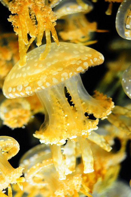 Jellyfish by tibchris, via Flickr Golden Jellyfish, Jellyfish Photography, Fauna Marina, Colourful Wallpaper Iphone, Life Under The Sea, Yellow Sea, Yellow Fish, Jellyfish Art, Leagues Under The Sea