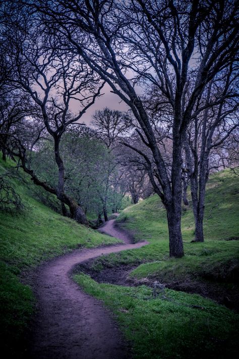 MB Photograph Environment Photography, Royal Blood, Nature Scenery, Forest Path, Country Scenes, Winding Road, Hearts Desire, Magical Places, Belleza Natural