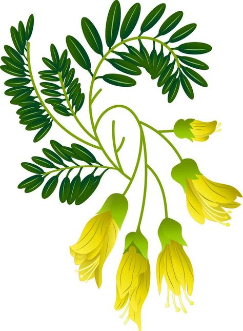 Kowhai - The National Flower of New Zealand. New Zealand Flower, Illustration of Kowhai Flowers. Vector. Kowhai Tattoo, Kowhai Flower, Van Painting, Prints For Shirts, Scottish Tattoos, Tiny Flower Tattoos, Tshirt Prints, Dog Beer, Machine Embroidery Ideas