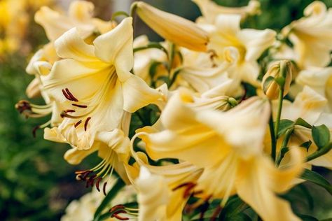 10 Types of Lilies To Grow in Your Garden | Family Handyman Types Of Lilies, Family Handyman, To Grow, Lily