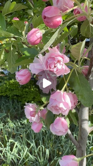 Garden Answer on Instagram: "Like a moth to a flame…I couldn’t resist this tree. 🤩Had to get one. Almost bought two. 😆 Any guesses as to what it is? I can’t wait to plant it! 

Edit: For those of you who guessed crabapple- you nailed it! It’s a ‘Prairie Rose’ Crabapple 🩷 grows 20’ tall by 18’ wide, hardy to zone 4 and is nearly fruitless! I love it for its large rose shaped buds and big fragrant flowers!" Prairie Rose Crabapple Tree, Moth To A Flame, Garden Answer, Prairie Rose, Florida Landscaping, Crabapple Tree, Crab Apple, Fragrant Flowers, Nailed It