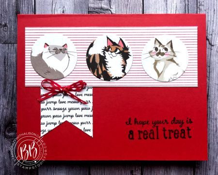 Sunday Sketches Pampered Pets www.stampcrazywithalison.com-3 Playful Pets Stampin Up Cards, Pampered Pets Stampin Up Cards, Cat Cards Handmade, Pampered Pets, Hand Stamped Cards, Girlfriend Humor, Dog Cards, Cat Cards, Birthday Cards Diy