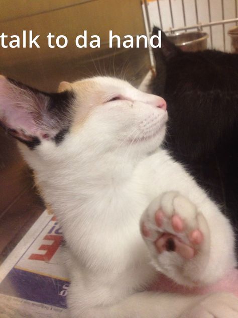 I got a better thing you can talk to.  Wanna see ?  Didn't think so. Dont Talk To Me Im Angry Cat, I Wanna Talk To You, Cat With Attitude, Cat Attitude, Funny Cute Memes, Funny Looking Cats, Talk To The Hand, Animal Humour, Silly Cats Pictures