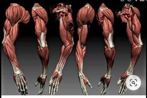 Muscular Anatomy Reference, Anatomy Reference Arm, Muscle Body Drawing, Muscular Arm Reference, T Pose Reference Character Design, Arm Muscles Anatomy, Muscle Anatomy Reference, Arms Anatomy, Muscular Anatomy