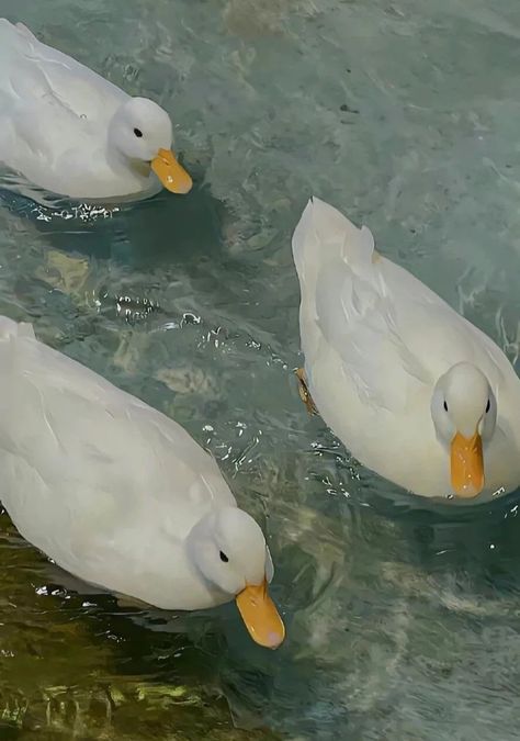 Duck Memes, Filter Guide, Duck Breeds, Fish Background, Duck Pictures, Duck Wallpaper, Filter Aesthetic, Pet Ducks, Cute Ducklings