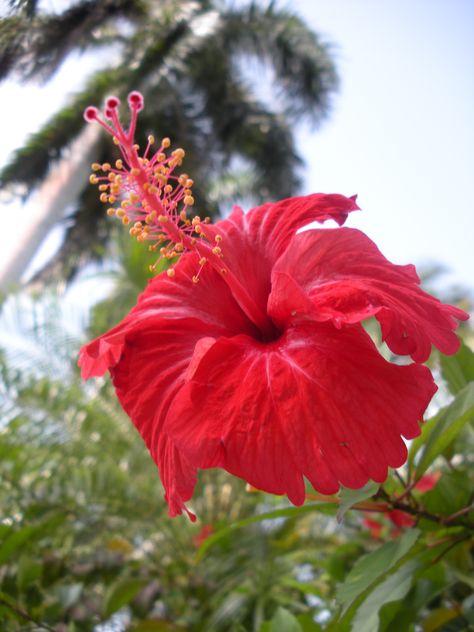 Beautiful flowers are everywhere in the Caribbean. We Jamaicans call this beauty hibiscus or shoe block Jamaica Flowers, Rio Flowers, Jamaican Flowers, Jamaica Dress, Jamaica Flower, Caribbean Flowers, Jamaican Heritage, Caribbean Life, Organic Fruits