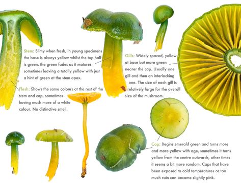 Parrot Waxcap Mushroom, Parrot Wax Cap Mushroom, Parrot Mushroom, Parrot Waxcap, Mushroom Inspiration, Mushroom Guide, Slime Mold, Mushroom Costume, Mushroom Pictures