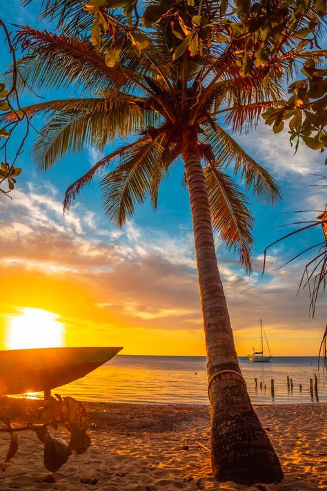 A palm tree on the beach at sunset from west end beach, roatan island. Honduras. Download it at freepik.com! #Freepik #photo #tree #summer #light #nature Designs Background, Roatan Honduras, Beach At Sunset, Palm Trees Beach, Roatan, Tropical Beaches, Sunset Landscape, Photo Tree, Caribbean Sea