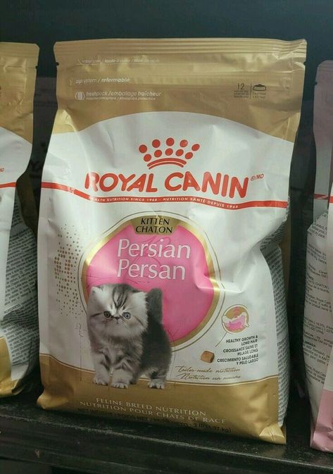 Royal Canin Cat Food, Food Persian, Persian Kitten, Persian Cats, Kitten Food, Persian Kittens, Royal Canin, Persian Cat, Camping Food