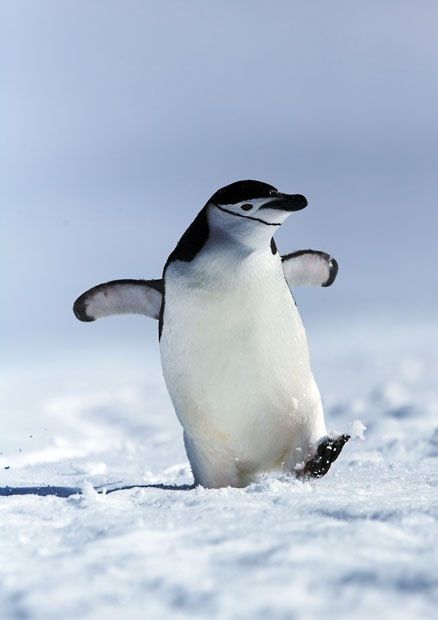 cute chinstrap penguin. Chinstrap Penguin, Snow Animals, Pictures Of The Week, Cute Penguins, Wild Life, Sweet Animals, Animal Photo, 귀여운 동물, Beautiful Creatures