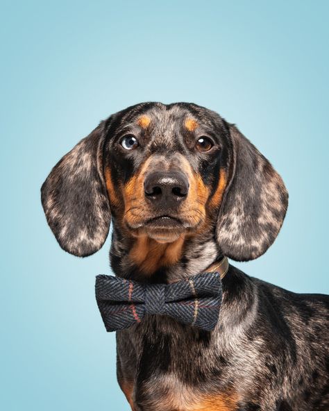 Dog Photography Studio, Dog Photoshoot Pet Photography, Dog Photography Poses, Dog Background, Spotty Dog, Dapple Dachshund, Dog Photoshoot, Dog Modeling, Cat Photography