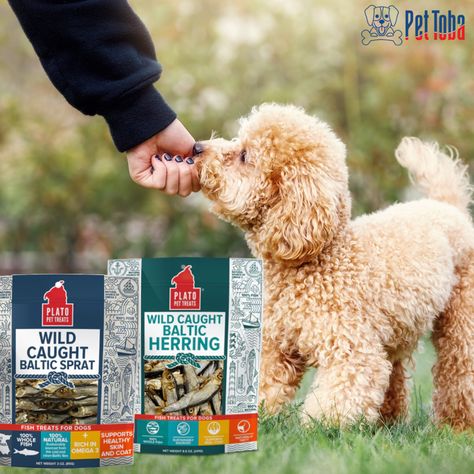 Wild Caught Baltic Sprat & Herring dog treats from Plato  treats are exactly what they sound like—whole fish, wild caught in a certified sustainable manner, and air-dried using green energy. 

Preserving all the natural goodness and nutrients your dog craves, while giving them a treat they’ll love. 

@platopettreats 

https://pettoba.ca/search?type=product%2Carticle%2Cpage%2Ccollection&q=plato%20herring%20sprat*

#WildCaught #HealthyDogTreats #EcoFriendly #HappyDogs #PlatoTreats #Pettoba Whole Fish, Healthy Fish, Healthy Dog Treats, Raw Food, Dry Dog Food, Pet Treats, Healthy Dogs, Green Energy, Healthy Treats