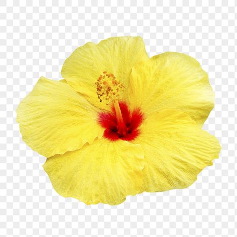 Hibiscus Background, Sticker Transparent Background, Flower Hibiscus, Yellow Hibiscus, Png Flower, Sticker Transparent, Background Transparent, Hibiscus Flower, Hibiscus Flowers