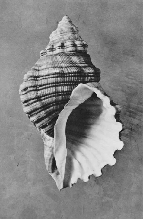 Sea Shell, Black And White, White, Instagram, Black