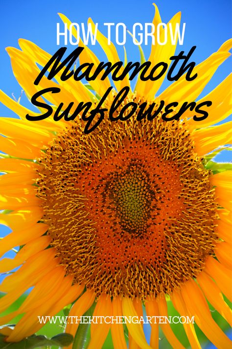 A guide for growing mammoth sunflowers at home! Learn how long do mammoth sunflowers take to grow and how to care for these giant sunflowers! Giant Sunflowers Diy, When To Plant Garden, Mammoth Sunflower, Homestead Gardening, Edible Landscape, Giant Sunflower, Building Raised Garden Beds, Rose Recipes, Herb Gardening