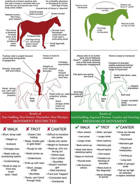 Horseback Riding Tips, Horse Information, Healthy Horses, Horse Exercises, Horse Facts, Horse Care Tips, Horse Harness, Horse Riding Tips, Horse Anatomy